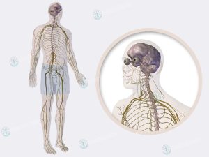دستگاه عصبی