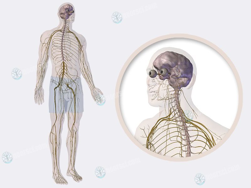 دستگاه عصبی